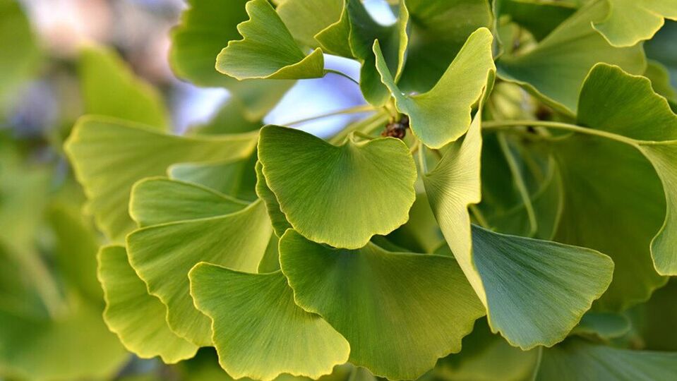 Ginkgo biloba in Insunol