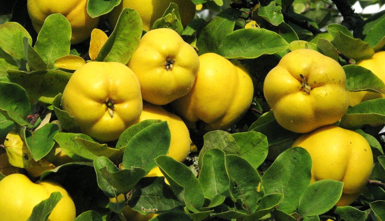Quince leaves are used in popular diabetes therapy